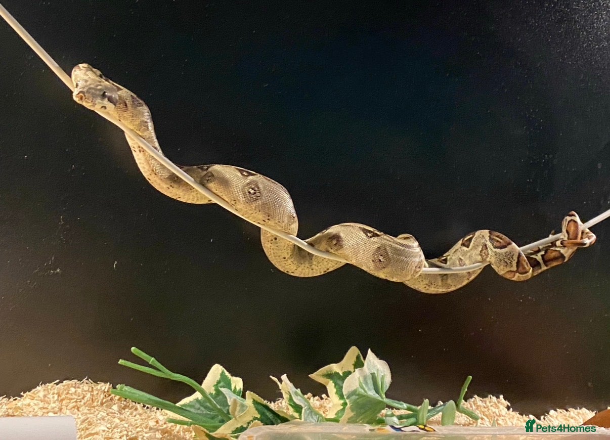 Boa Snake reptiles Boa constrictor for sale  - Advert 1