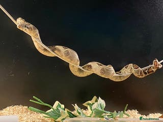 Boa Snake reptiles Boa constrictor for sale - Advert 8