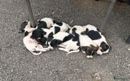 Jack Russell dogs for sale: Jack Russell puppies  - Image 5