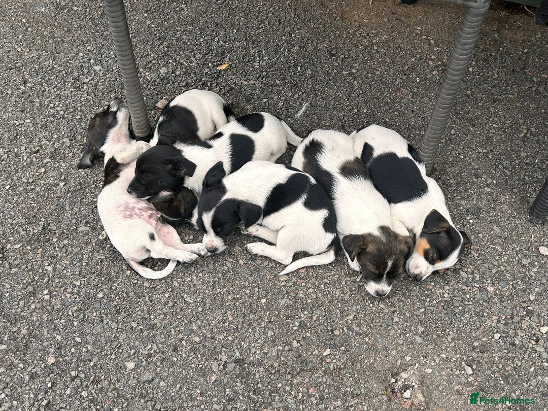 Jack Russell dogs for sale: Jack Russell puppies  - Image 5