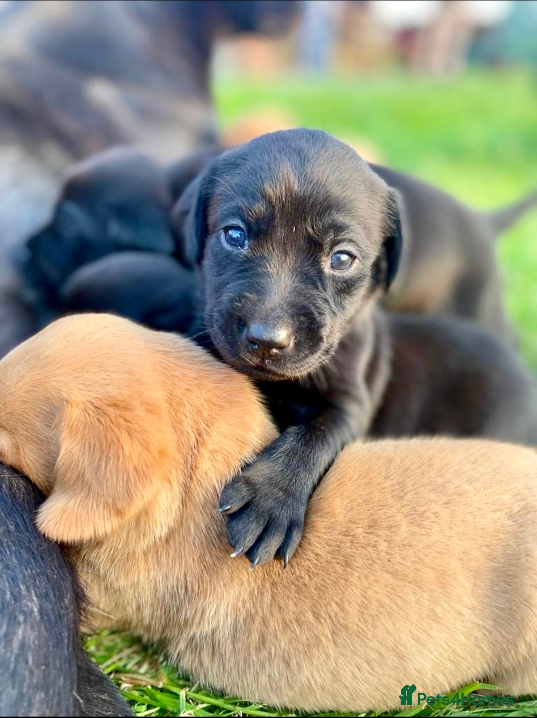 Labrador Retriever dogs for sale: Gorgeous litter of Labrador KC puppies for sale.  - Advert 4