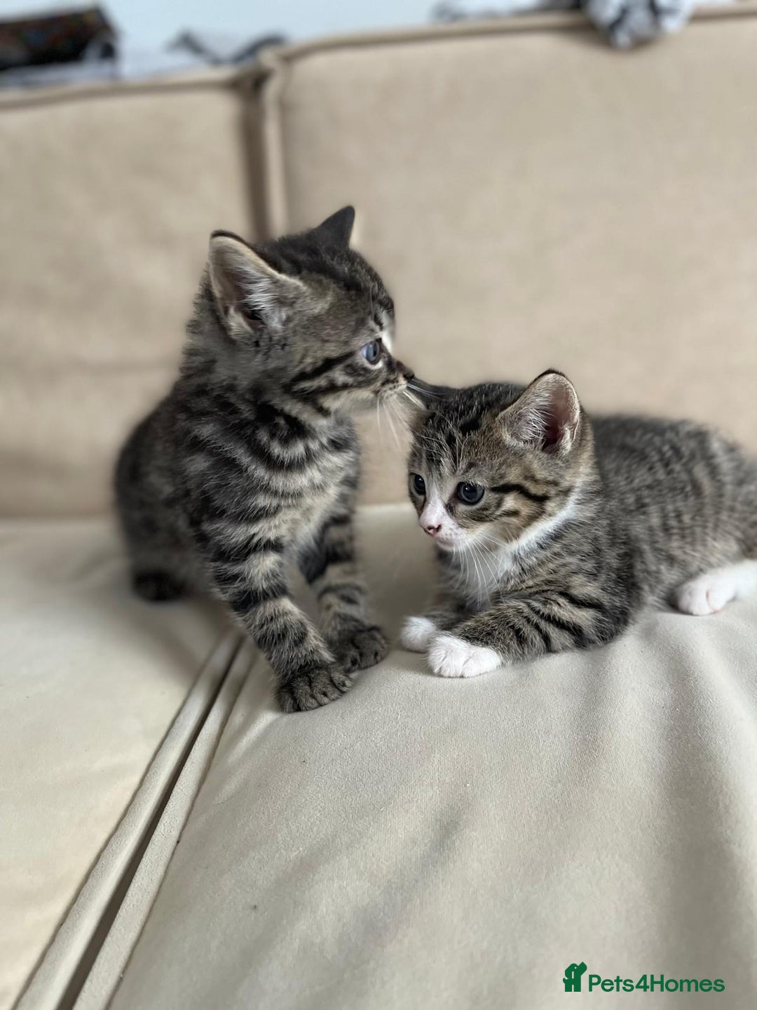 European cats for sale: Kittens for sale - Image 11
