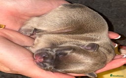 French Bulldog dogs for sale: French bulldog pups  - Image 2