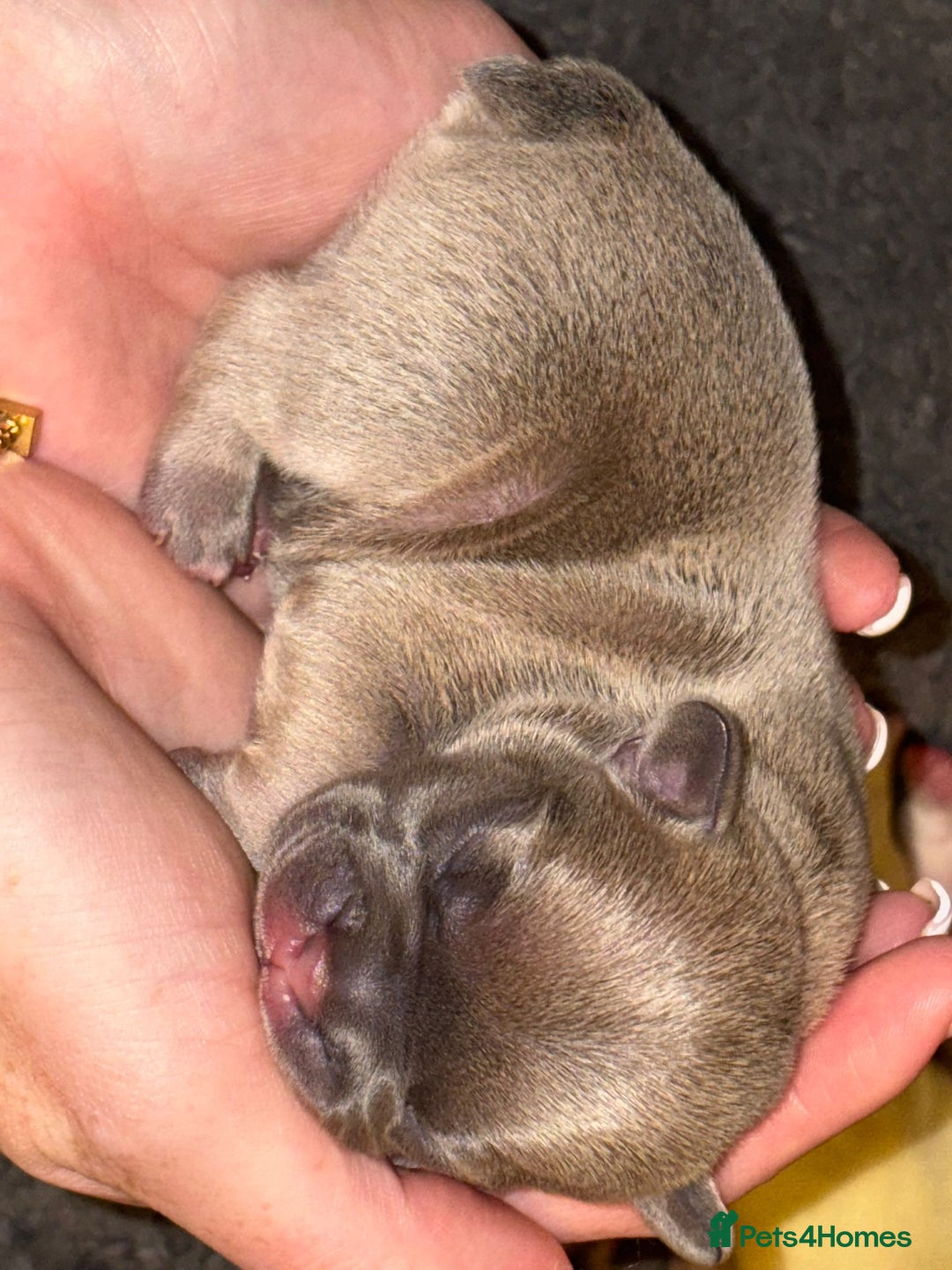 French Bulldog dogs for sale: French bulldog pups  - Image 2