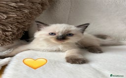 Ragdoll cats for sale: Stars 5 ⭐ Pure Ragdoll 💛 Lots of love 💛 - Image 6