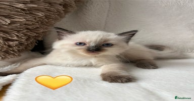 Ragdoll cats - Advert 2