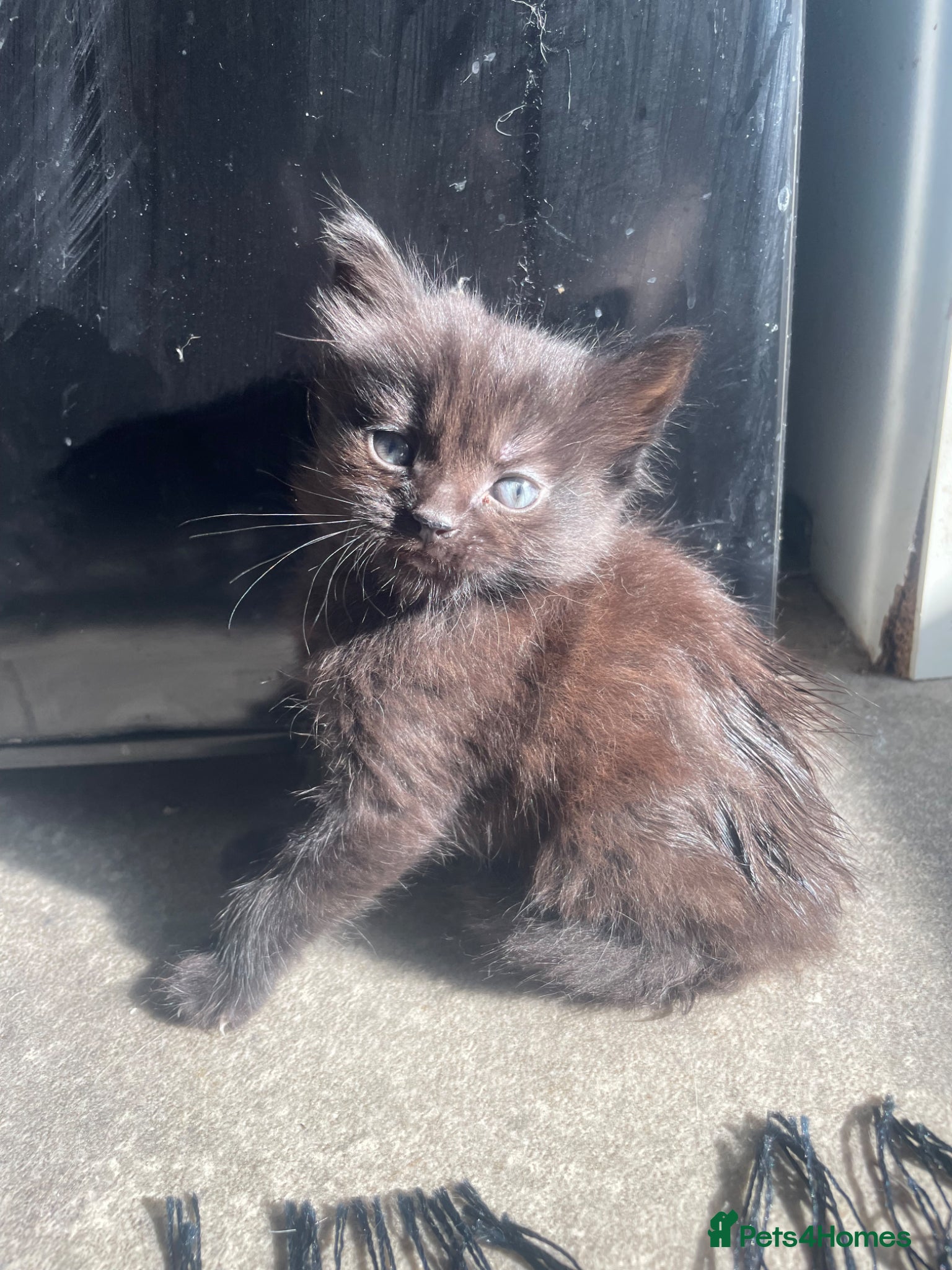 Mixed Breed cats 3 kittens left  - Advert 20