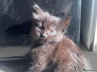 Mixed Breed cats 3 kittens left - Advert 20