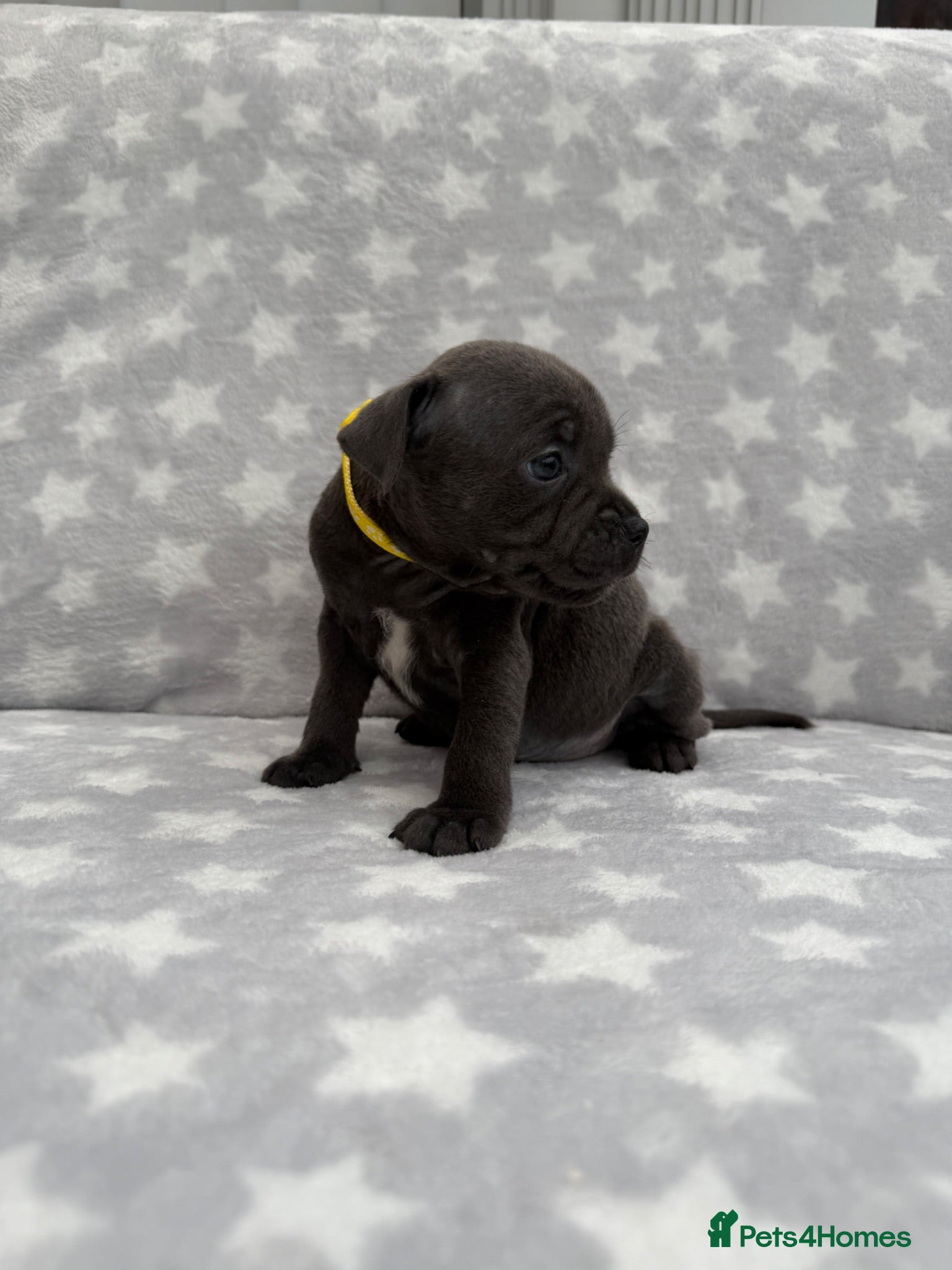 Staffordshire Bull Terrier dogs Kc blue staffordshire bullterrier puppies - Advert 2