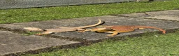 Bearded Dragon reptiles for sale: Healthy Rescue Female Bearded Dragon + Full Setup - Advert 3