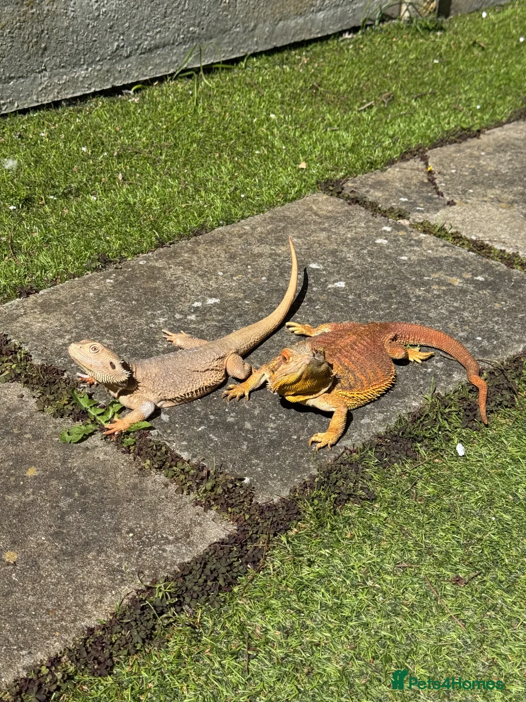 Bearded Dragon reptiles for sale: Healthy Rescue Female Bearded Dragon + Full Setup - Advert 3