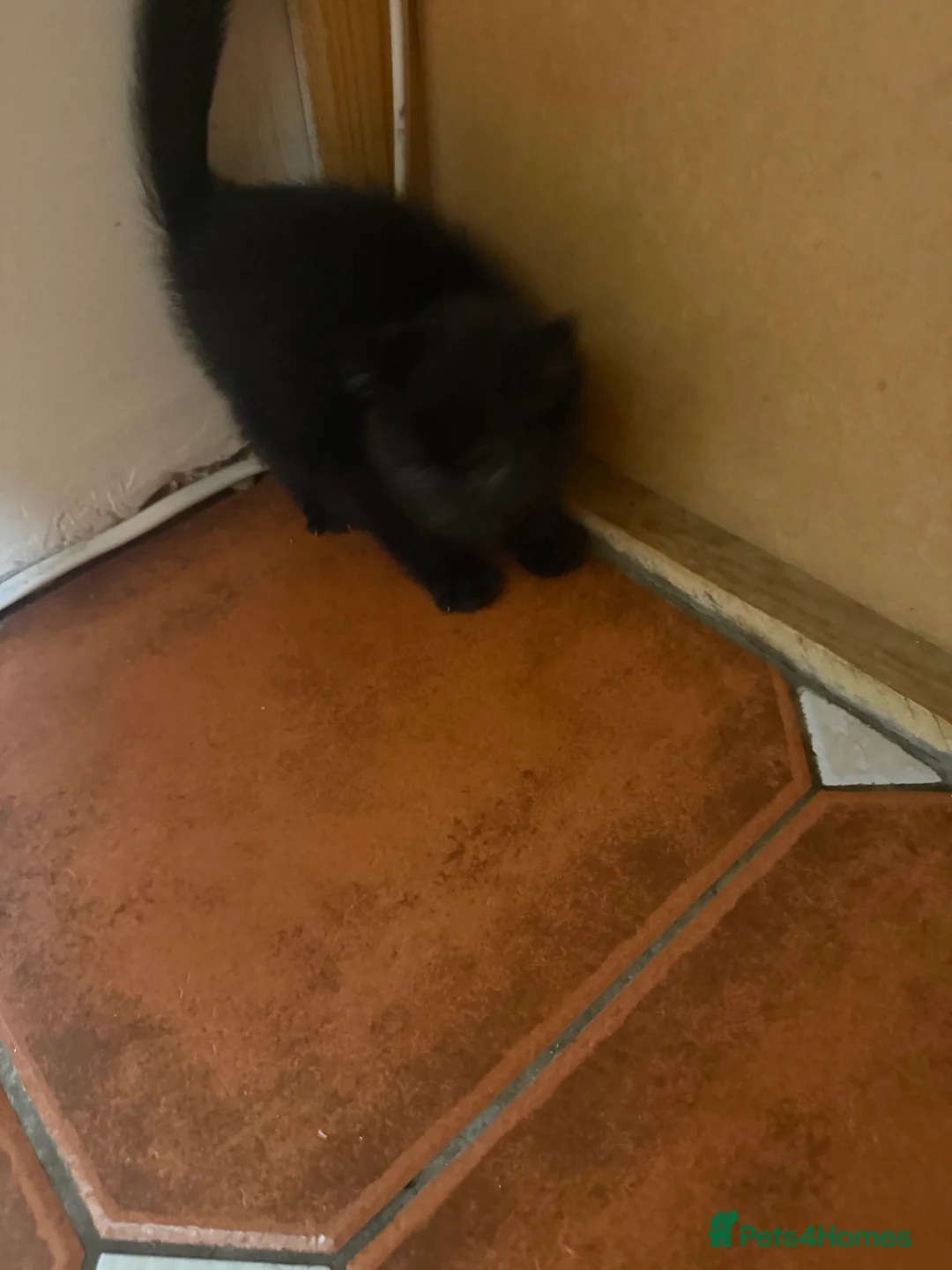 Mixed Breed cats for sale: 3 Black kittens in Wellingborough - Advert 2