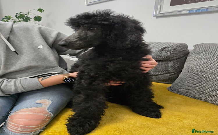 Standard Poodle dogs Last Boy! KC standard poodle for sale ! - Advert 1