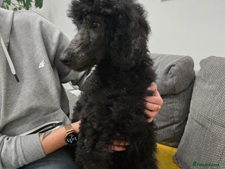Standard Poodle dogs Last Boy! KC standard poodle for sale ! - Advert 2