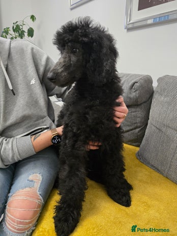 Standard Poodle dogs Last Boy! KC standard poodle for sale ! - Advert 2