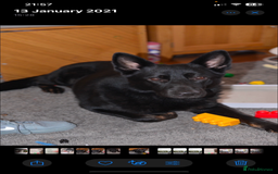 German Shepherd dogs for sale: Full black German shepherd puppies - Image 2