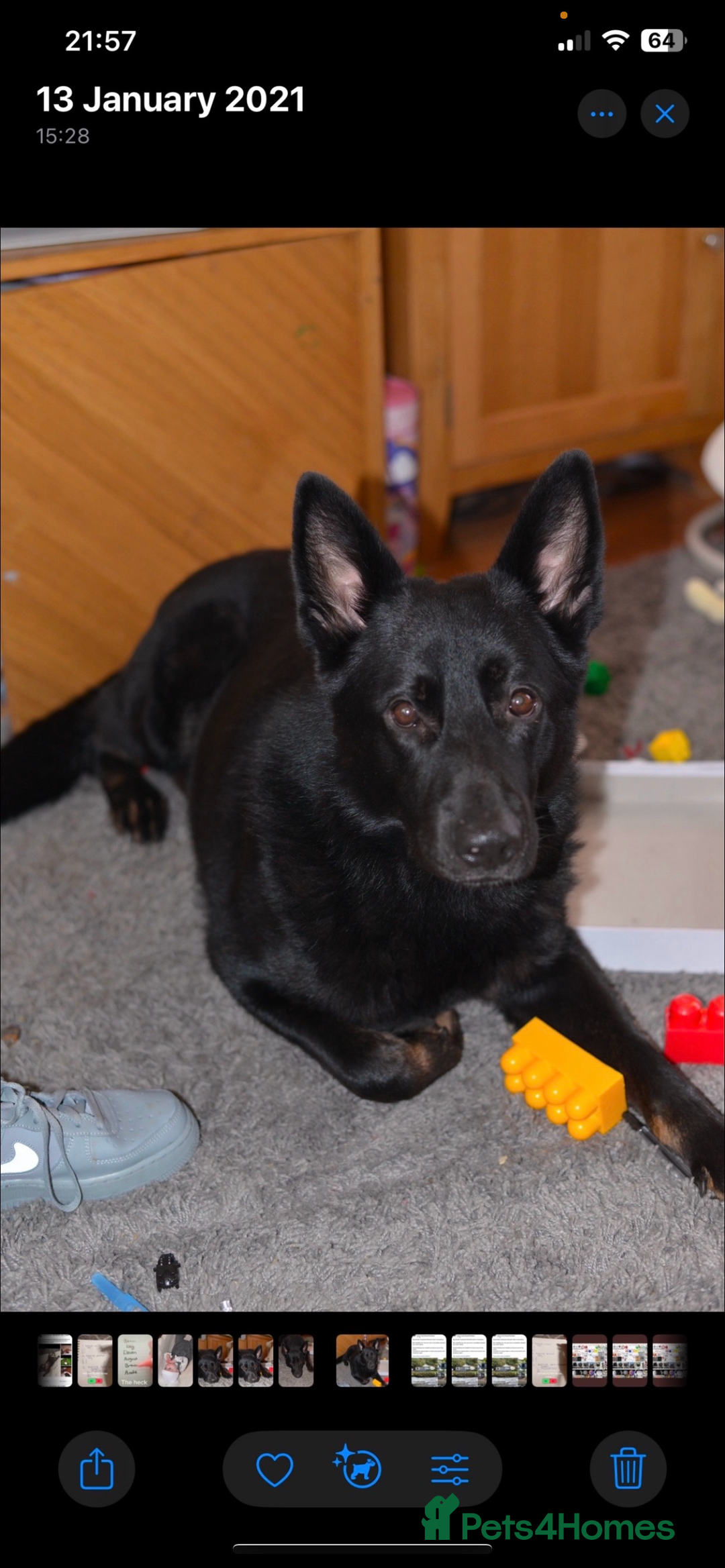 German Shepherd dogs for sale: Full black German shepherd puppies - Image 2