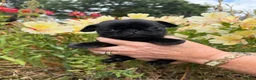 Pug dogs for sale: Coloured Pug Puppies For Sale in Holsworthy - Advert 3