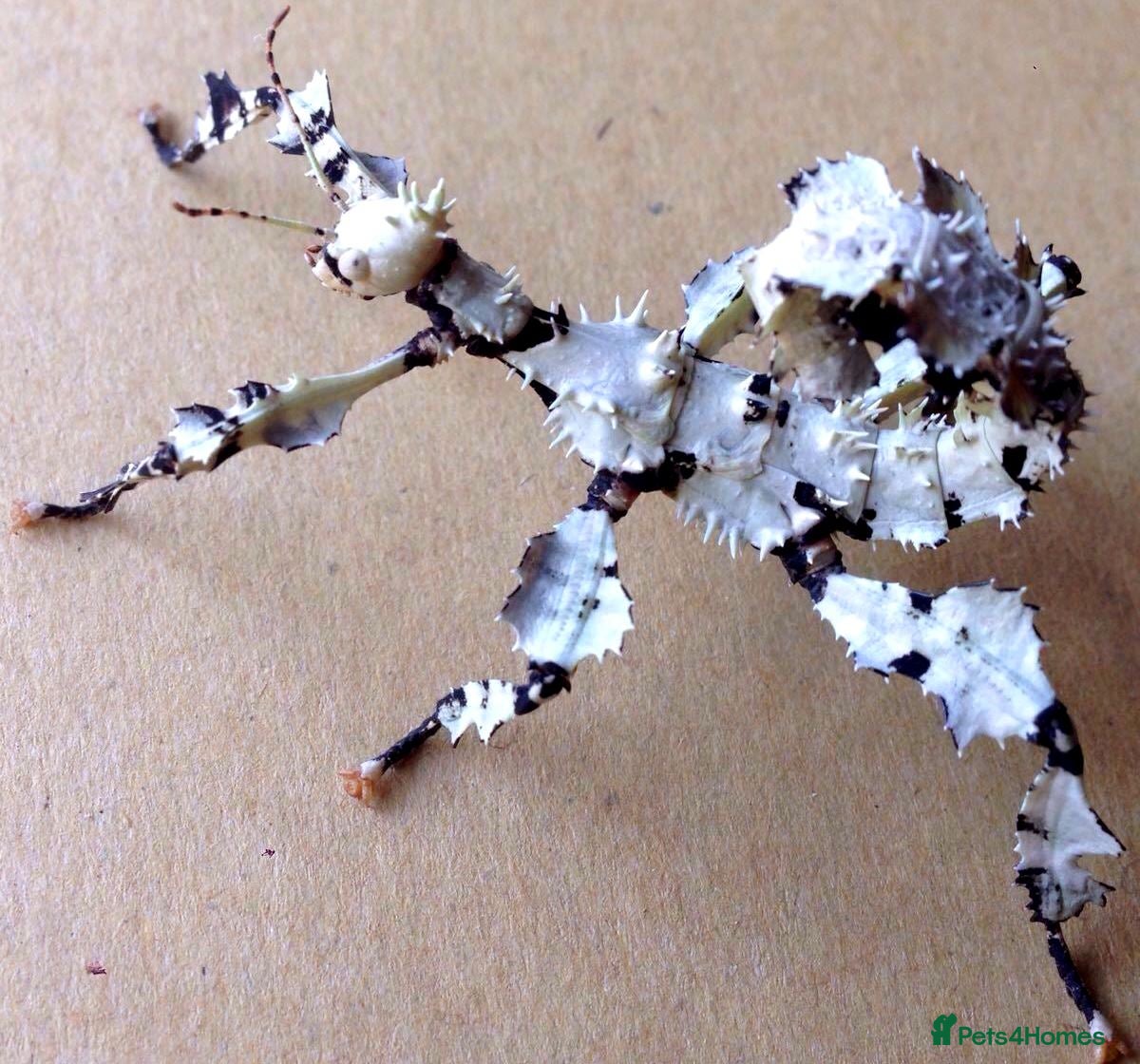 Stick Insects invertebrates 🎄Christmas sale🎄 Rare lichen spiny stick insects - Advert 19