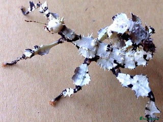 Stick Insects invertebrates - Advert 33