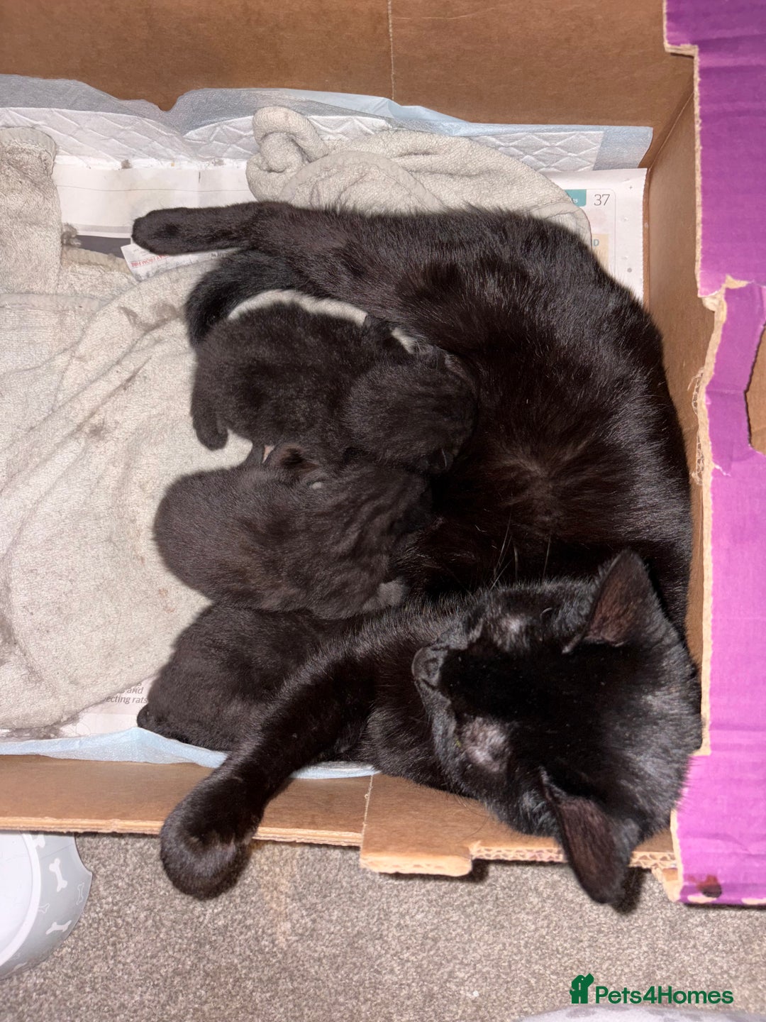 Mixed Breed cats for sale: Black and white kittens  - Advert 9