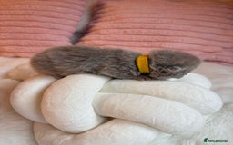 British Shorthair cats for sale: Pure British shorthair Champion line 😻🥇🏆 - Image 10