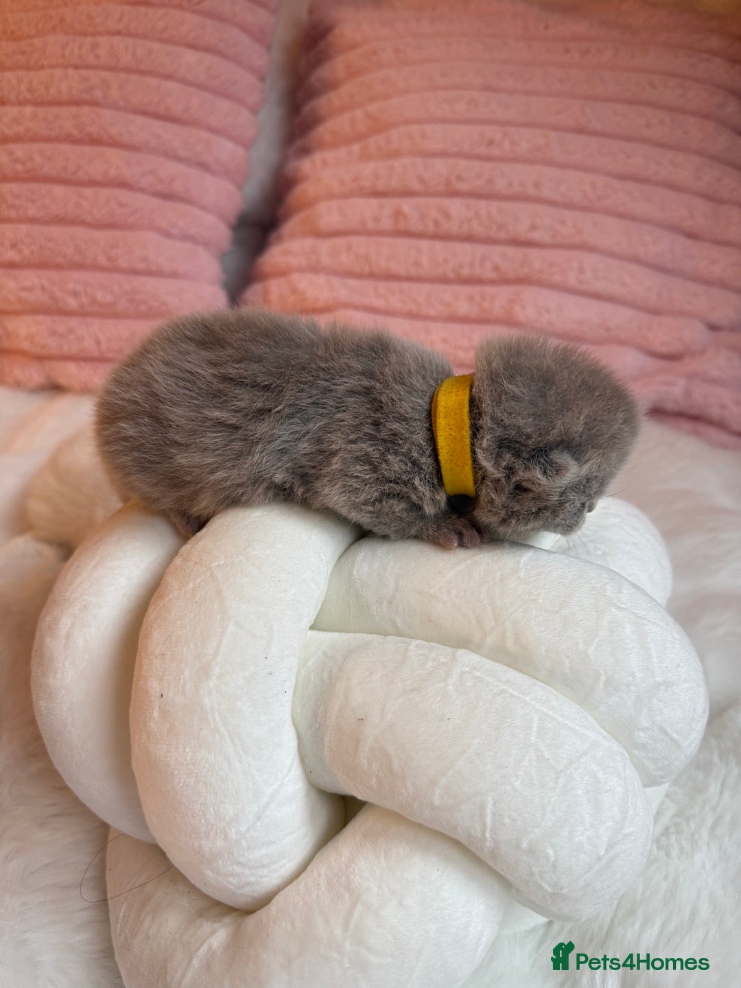 British Shorthair cats for sale: Pure British shorthair Champion line 😻🥇🏆 - Image 10