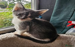Mixed Breed cats for sale: Adorable kittens looking for their forever homes  - Image 7