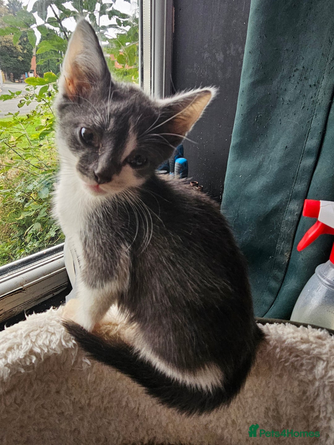 Mixed Breed cats for sale: Adorable kittens looking for their forever homes  - Image 7