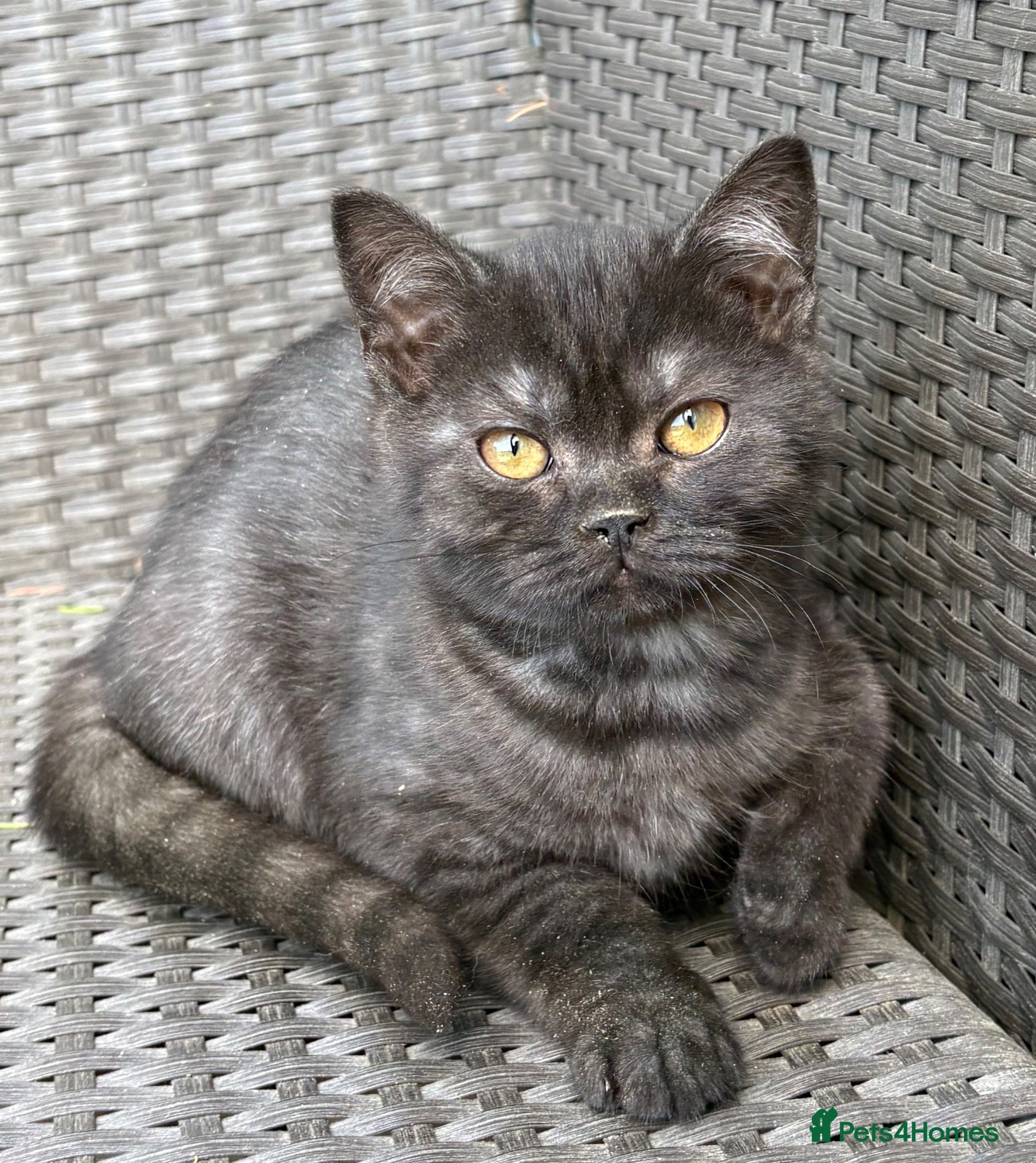 Scottish Fold cats Scottish fold X BSH - Advert 2