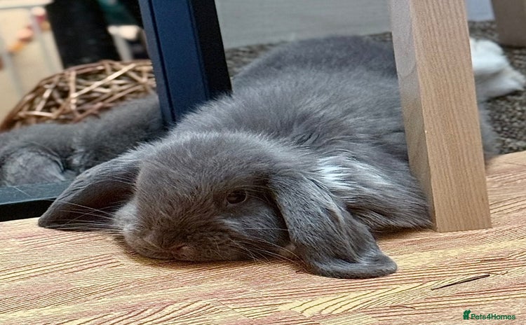 Mini Lop rabbits - Advert 13