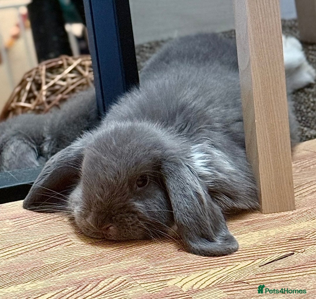 Mini Lop rabbits for sale: Single Male Mini lop - Image 1