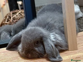 Mini Lop rabbits for sale - Advert 1