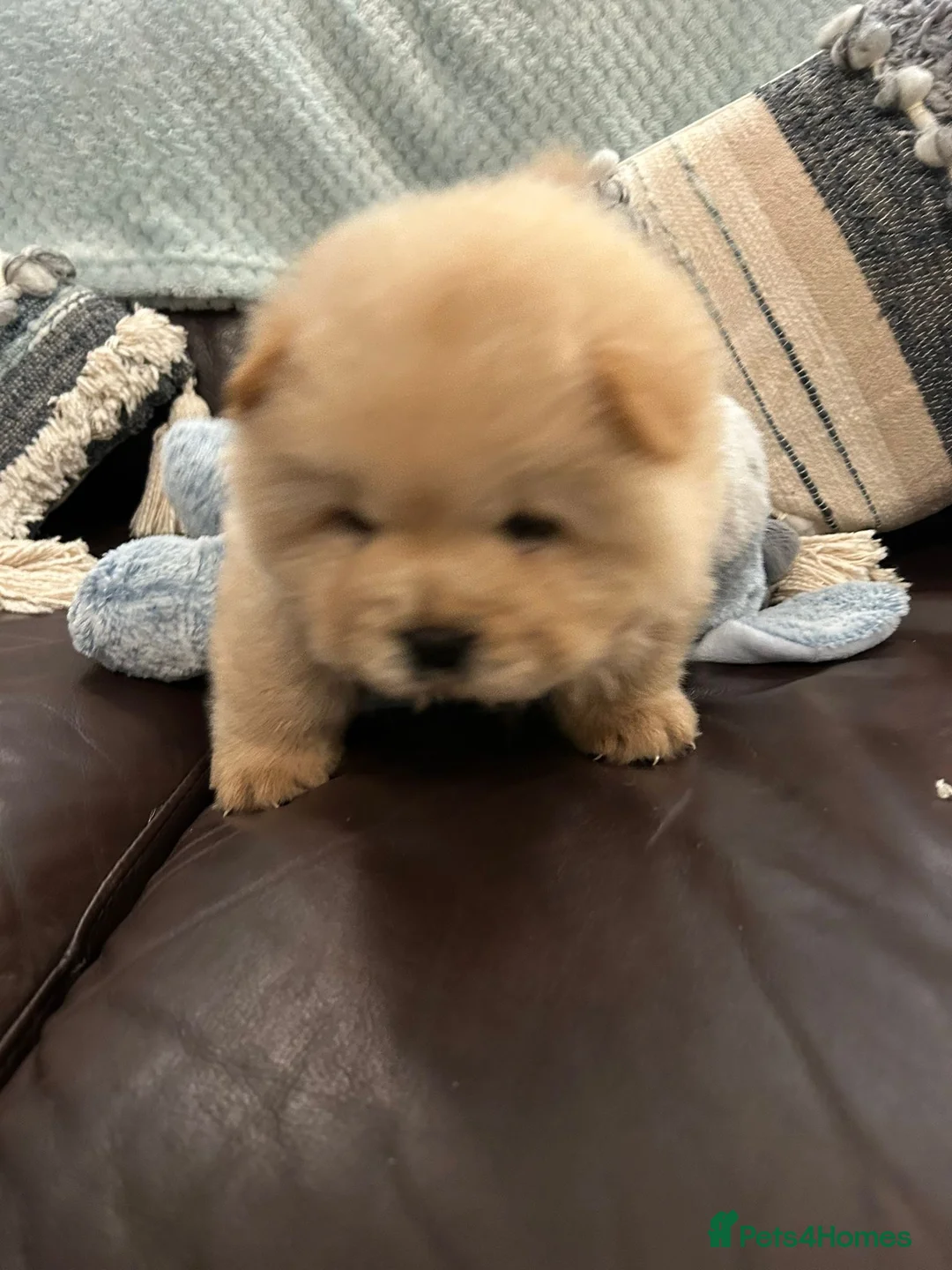 Chow Chow dogs for sale:  READY NOW amazing cream chow chow boy - Advert 4