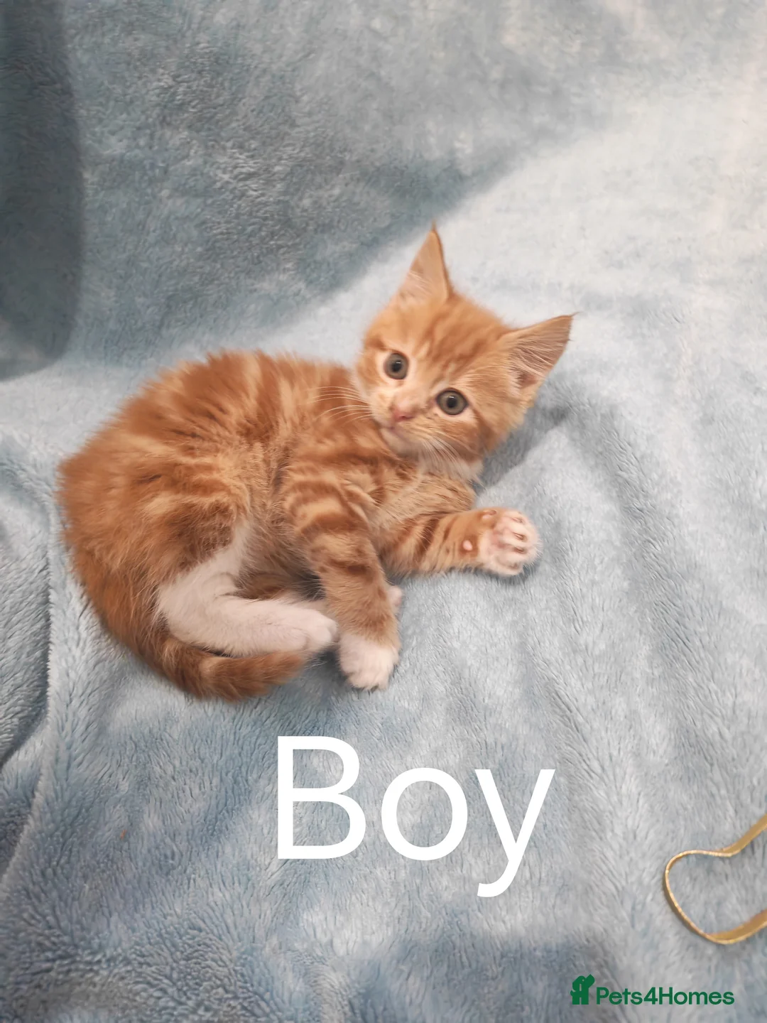 Mixed Breed cats for sale: Beautiful kittens VIDEOS - Advert 1