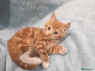 Mixed Breed cats Beautiful kittens VIDEOS - Advert 1