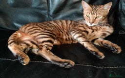 Toyger cats for sale: STUNNING TICA REG, PEDIGREE TOYGER CUBS - Image 23