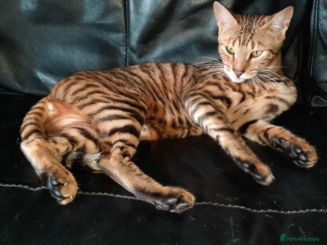 Toyger cats for sale: STUNNING TICA REG, PEDIGREE TOYGER CUBS - Image 23