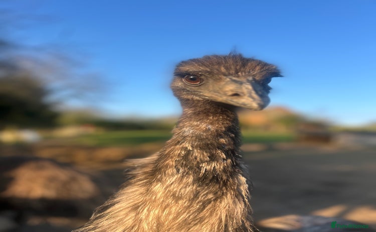 Emus poultry - Advert 1