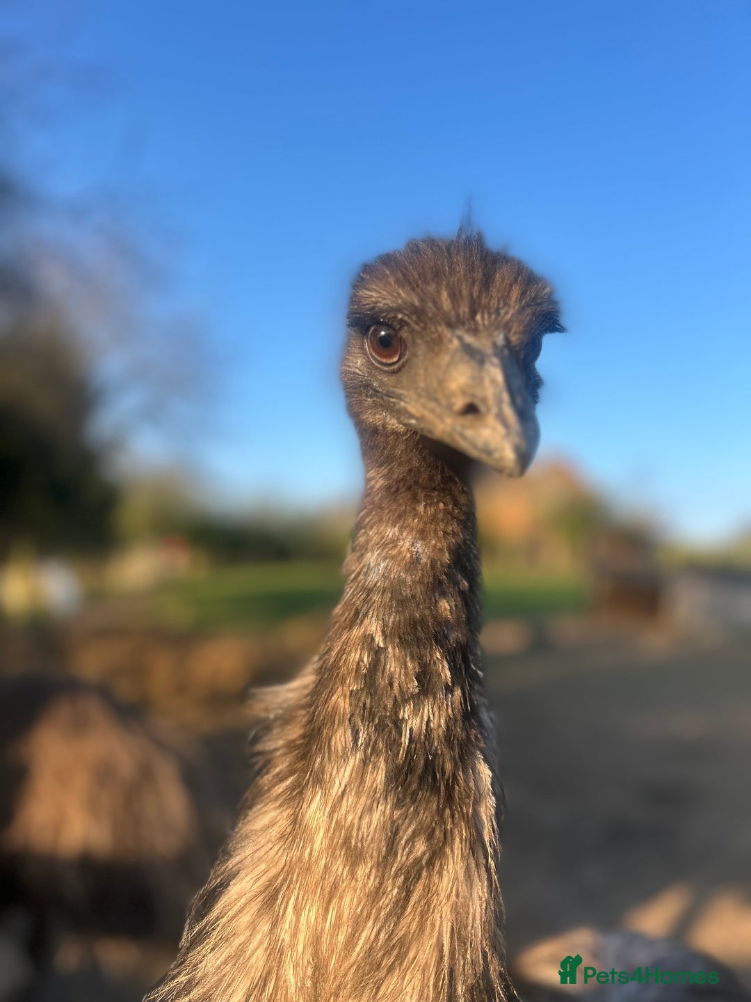 Emus poultry for sale: Trio of Unrelated Emus - Image 1