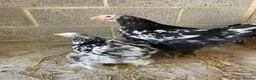 Chickens poultry for sale: Lemon peking and mottled Brahmas  - Advert 2