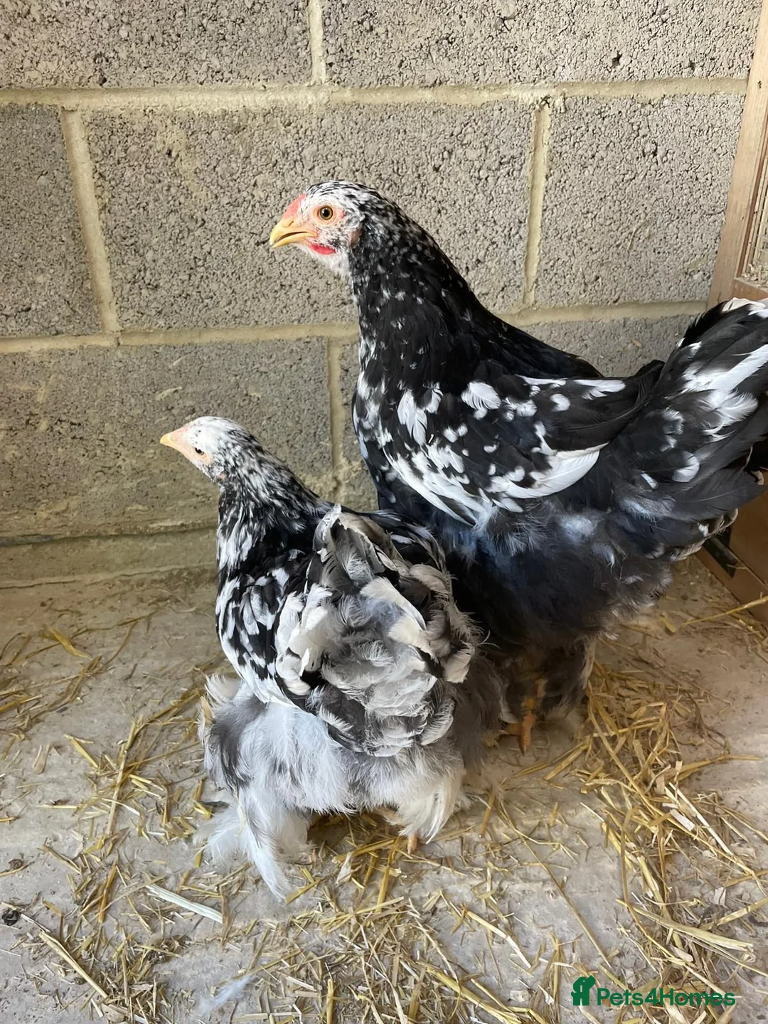 Chickens poultry for sale: Lemon peking and mottled Brahmas  - Advert 2