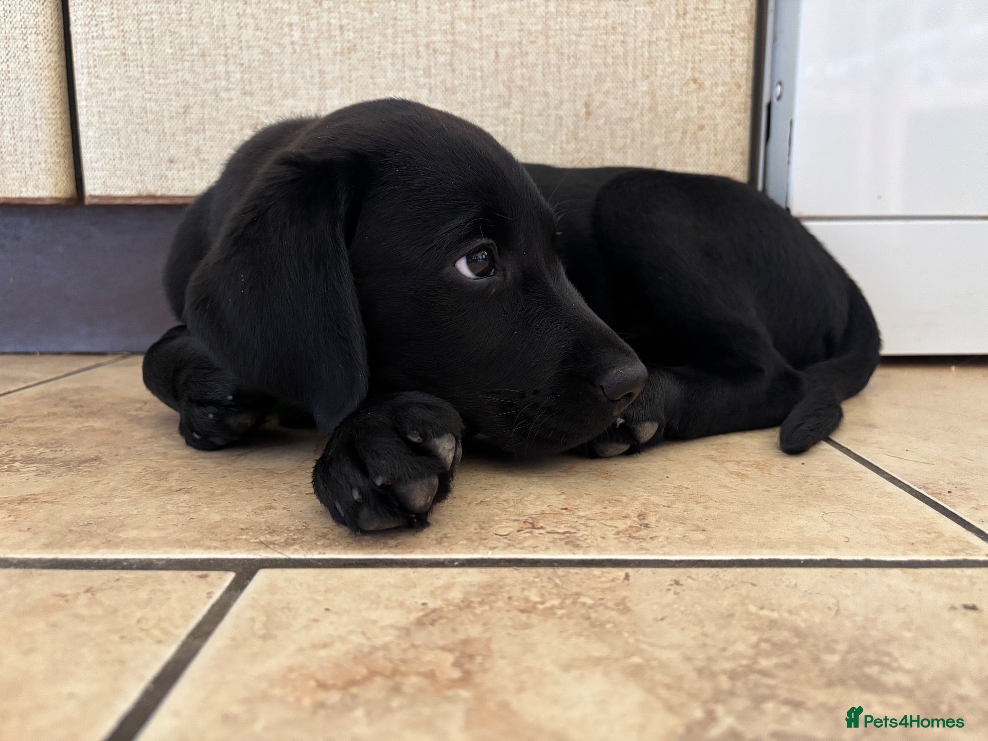 Labrador Retriever dogs Black Labrador pups, KC, dna tests, great scores - Advert 2