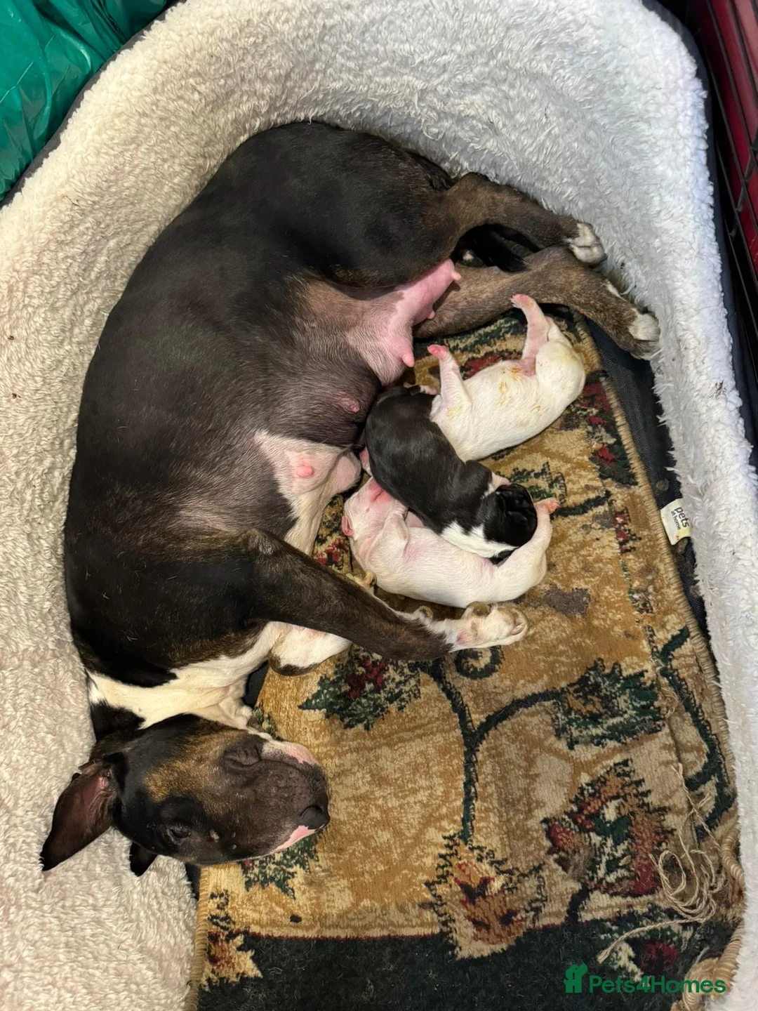 English Bull Terrier dogs for sale: Female English Bull Terrier - Advert 4