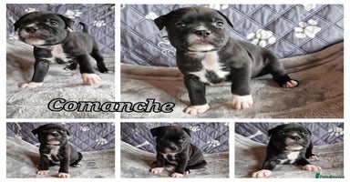 Staffordshire Bull Terrier dogs - Advert 13