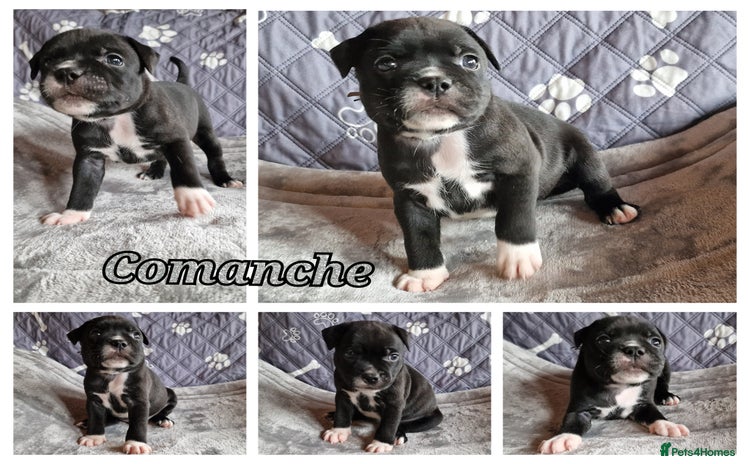 Staffordshire Bull Terrier dogs - Advert 1