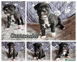 Staffordshire Bull Terrier dogs - Advert 1