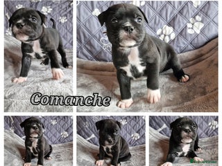 Staffordshire Bull Terrier dogs - Advert 9