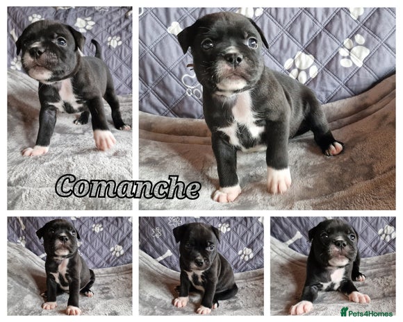 Staffordshire Bull Terrier dogs - Advert 3