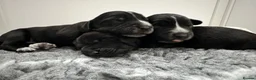 Bocker dogs for sale: Bocker puppies  - Advert 4